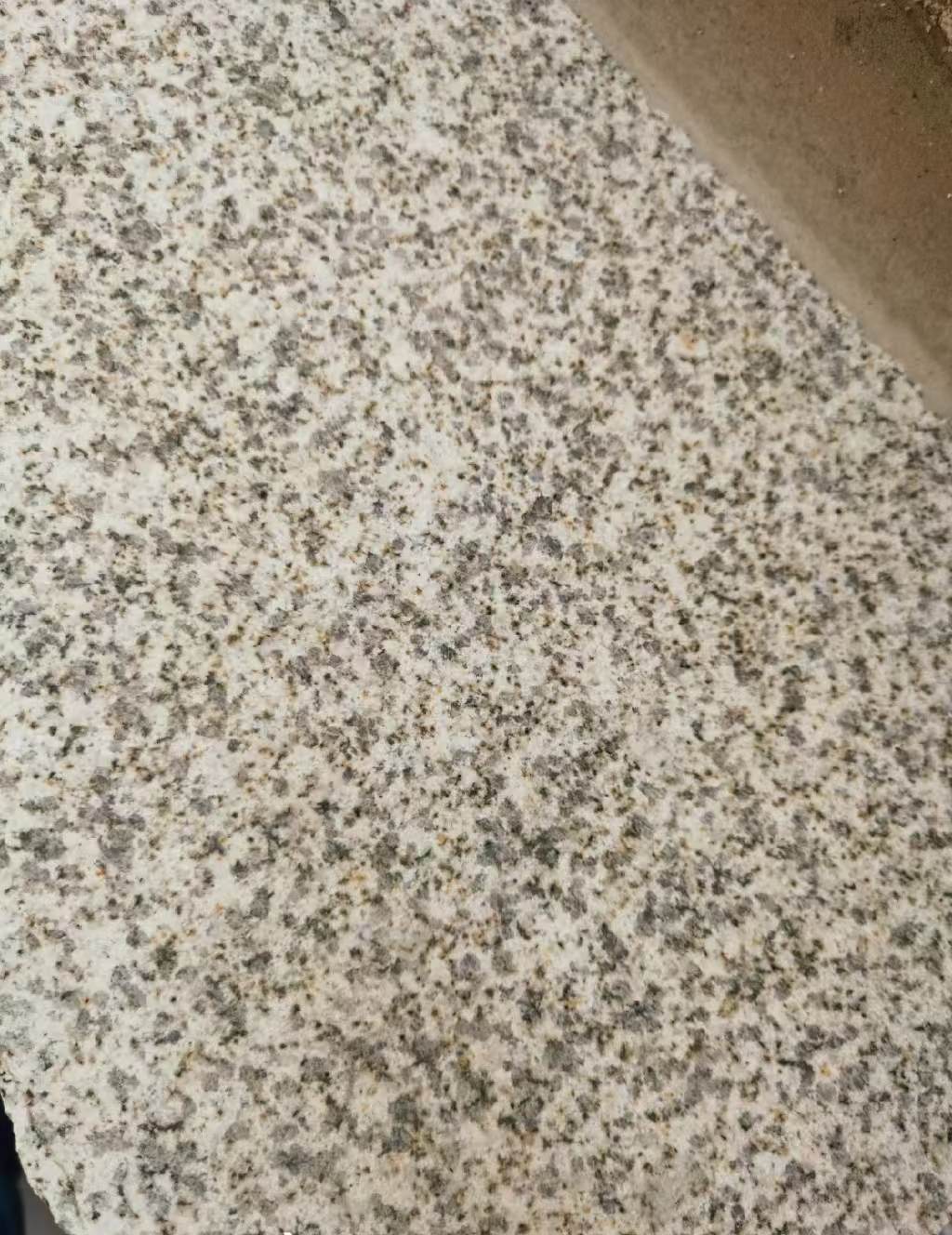 聊城 黄金麻中黄光面